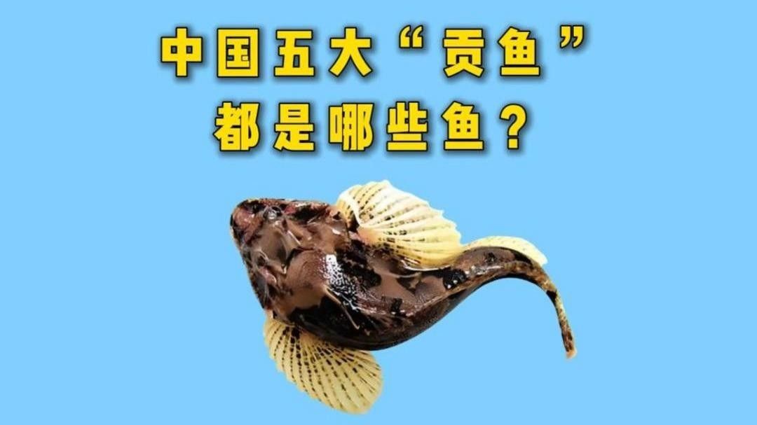 中國最有名的五大貢魚都是哪些魚嗶哩嗶哩嗶哩嗶哩嗶哩嗶哩嗶哩，15,中國最有名的五大貢魚都是哪些魚