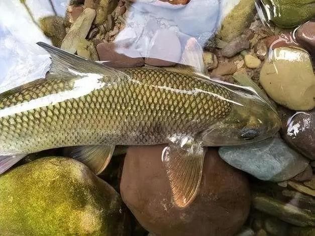 中國最有名的五大貢魚都是哪些魚嗶哩嗶哩嗶哩嗶哩嗶哩嗶哩嗶哩，15,中國最有名的五大貢魚都是哪些魚