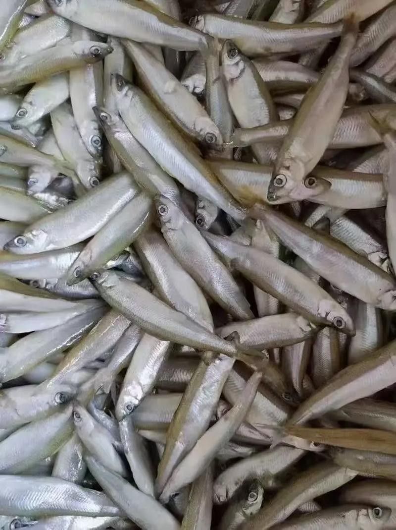 中國最有名的五大貢魚都是哪些魚嗶哩嗶哩嗶哩嗶哩嗶哩嗶哩嗶哩，15,中國最有名的五大貢魚都是哪些魚