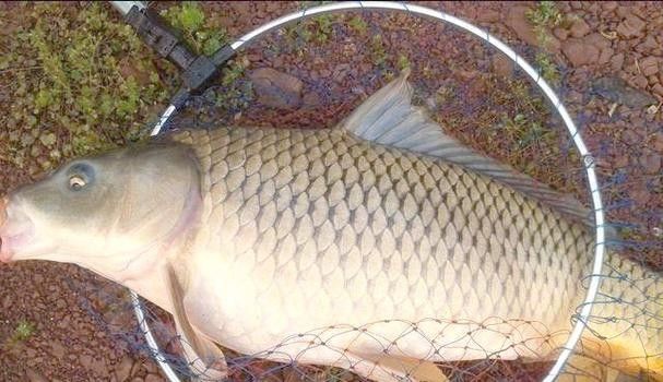 中國最有名的五大貢魚都是哪些魚嗶哩嗶哩嗶哩嗶哩嗶哩嗶哩嗶哩，15,中國最有名的五大貢魚都是哪些魚