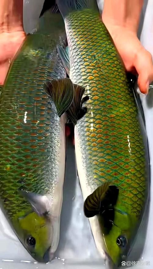 中國最有名的五大貢魚都是哪些魚嗶哩嗶哩嗶哩嗶哩嗶哩嗶哩嗶哩，15,中國最有名的五大貢魚都是哪些魚