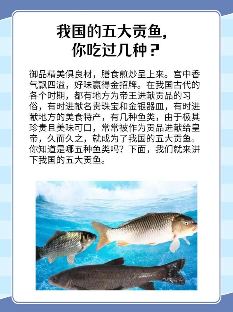 中國(guó)最有名的五大貢魚都是哪些魚嗶哩嗶哩嗶哩嗶哩嗶哩嗶哩嗶哩，15,中國(guó)最有名的五大貢魚都是哪些魚
