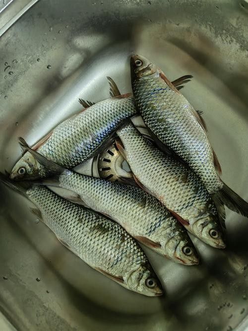 中國最有名的五大貢魚都是哪些魚嗶哩嗶哩嗶哩嗶哩嗶哩嗶哩嗶哩，15,中國最有名的五大貢魚都是哪些魚