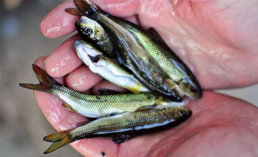 中國最有名的五大貢魚都是哪些魚嗶哩嗶哩嗶哩嗶哩嗶哩嗶哩嗶哩，15,中國最有名的五大貢魚都是哪些魚