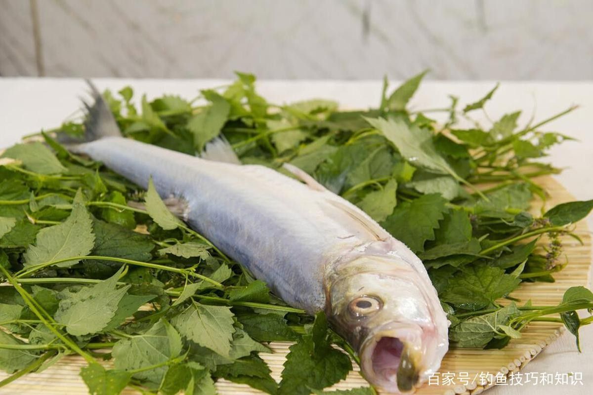 中國(guó)最有名的五大貢魚都是哪些魚嗶哩嗶哩嗶哩嗶哩嗶哩嗶哩嗶哩，15,中國(guó)最有名的五大貢魚都是哪些魚