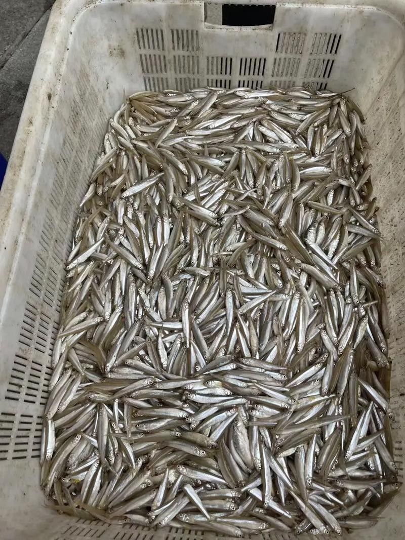 中國最有名的五大貢魚都是哪些魚嗶哩嗶哩嗶哩嗶哩嗶哩嗶哩嗶哩，15,中國最有名的五大貢魚都是哪些魚
