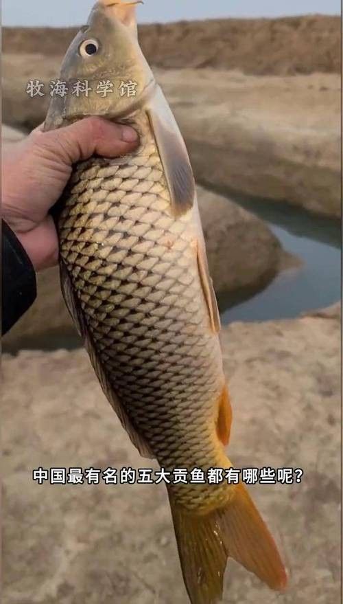 中國(guó)最有名的五大貢魚都是哪些魚嗶哩嗶哩嗶哩嗶哩嗶哩嗶哩嗶哩，15,中國(guó)最有名的五大貢魚都是哪些魚