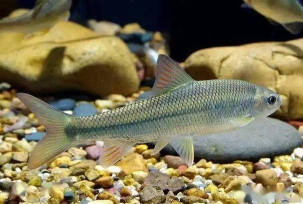 中國最有名的五大貢魚都是哪些魚嗶哩嗶哩嗶哩嗶哩嗶哩嗶哩嗶哩，15,中國最有名的五大貢魚都是哪些魚