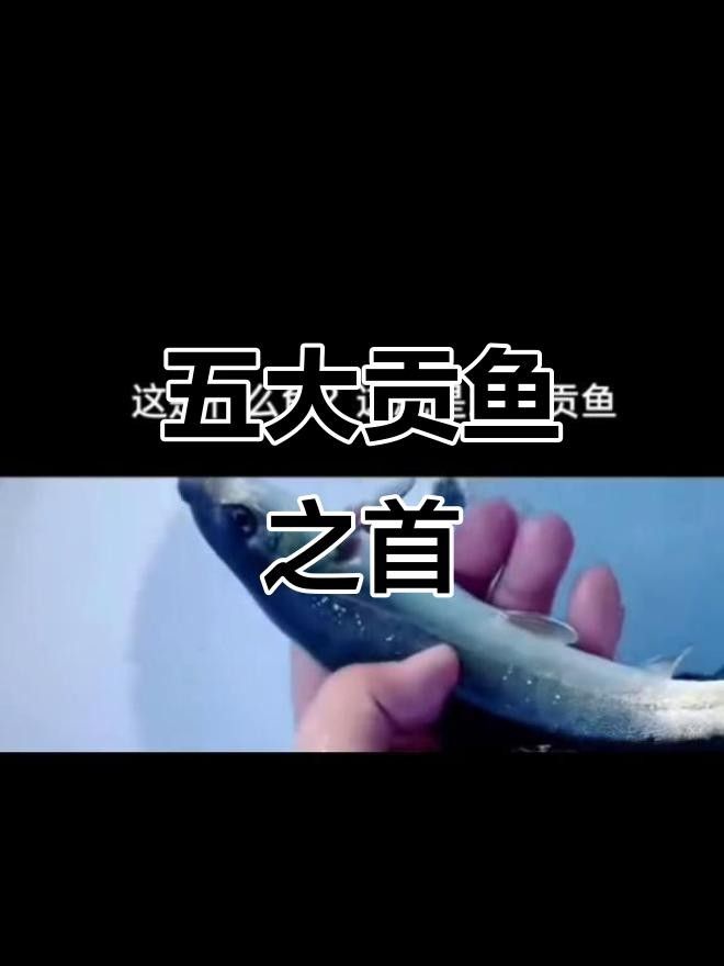 中國最有名的五大貢魚都是哪些魚嗶哩嗶哩嗶哩嗶哩嗶哩嗶哩嗶哩，15,中國最有名的五大貢魚都是哪些魚
