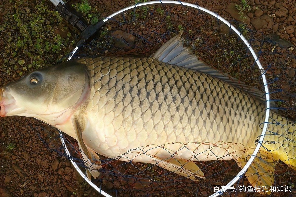 中國最有名的五大貢魚都是哪些魚嗶哩嗶哩嗶哩嗶哩嗶哩嗶哩嗶哩，15,中國最有名的五大貢魚都是哪些魚
