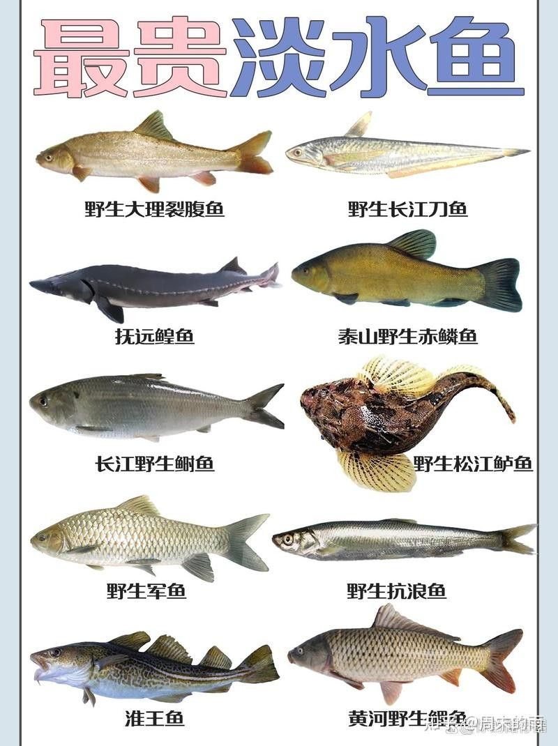 中國最有名的五大貢魚都是哪些魚嗶哩嗶哩嗶哩嗶哩嗶哩嗶哩嗶哩，15,中國最有名的五大貢魚都是哪些魚