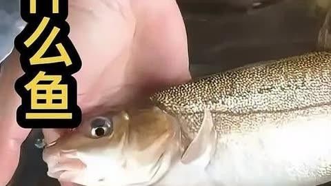 中國最有名的五大貢魚都是哪些魚嗶哩嗶哩嗶哩嗶哩嗶哩嗶哩嗶哩，15,中國最有名的五大貢魚都是哪些魚