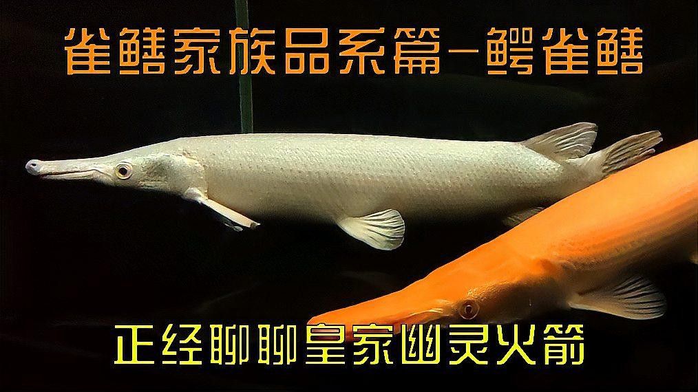 皇家幽靈火箭魚的飼養方法，世界第一大叔殿下從零開始聊雀鱔