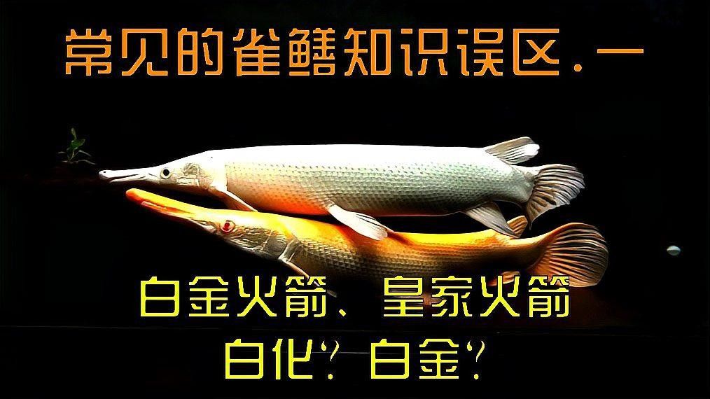 皇家幽靈火箭魚的飼養方法，世界第一大叔殿下從零開始聊雀鱔
