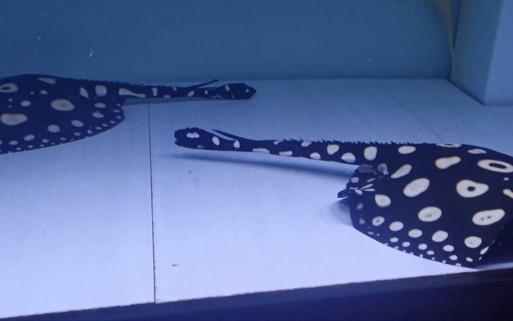 適合混養的觀賞魚，哪些觀賞魚適合混養在一起