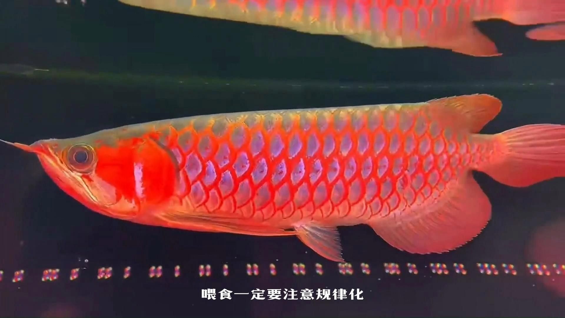 飼養紅龍魚最關鍵的三個步驟，城紅龍魚怎么飼養紅龍魚最關鍵的三個步驟