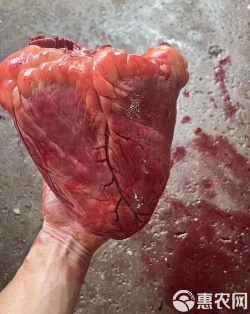 魚食的漢堡和牛心漢堡哪個更適合增色？，魚食漢堡和牛心漢堡哪個好，