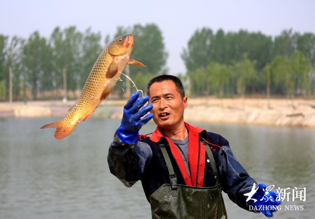 山東聊城東阿黃河鯉魚年產值1.6億元大眾日報聽，東阿黃河鯉魚的價格是多少？ 山東聊城東阿黃河鯉魚年產值1.6億元大眾日報聽，東阿黃河鯉魚的價格是多少？ 觀賞魚百科 第5張