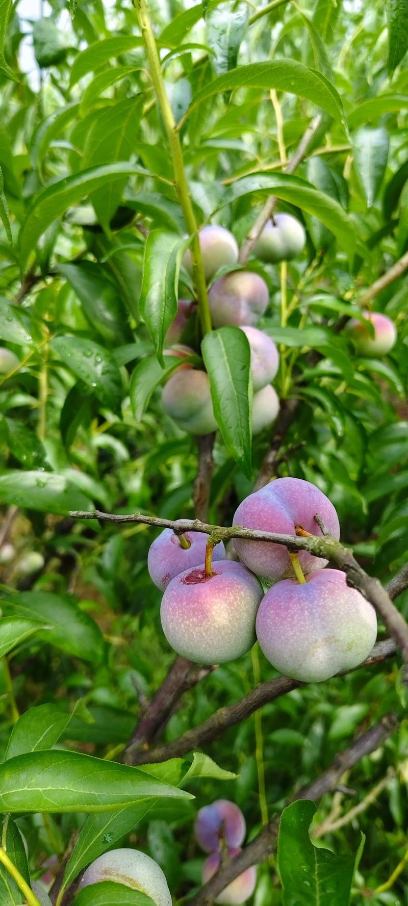 云南綏江縣的特產(chǎn)，云南省昭通市綏江縣的特產(chǎn) 云南綏江縣的特產(chǎn)，云南省昭通市綏江縣的特產(chǎn) 觀賞魚百科 第2張