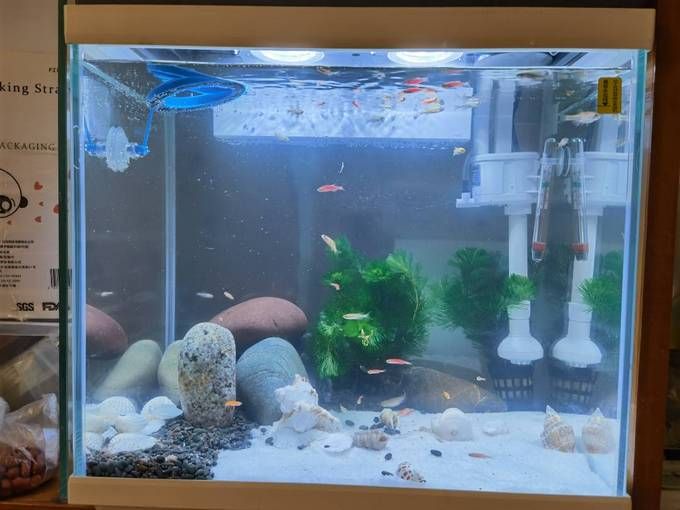 恐龍魚的原產地是南美洲的亞馬遜河流域的淡水魚類，恐龍魚原產地：探索神秘的水下世界