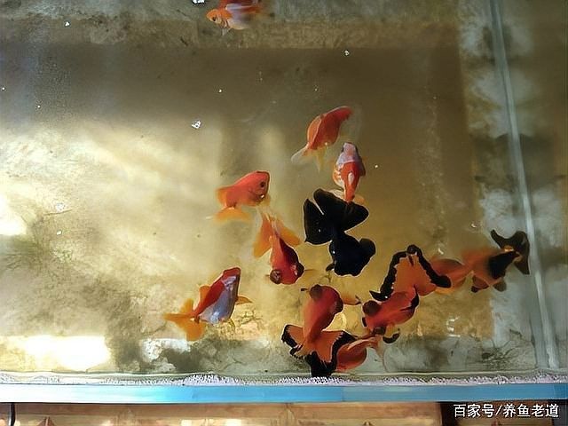 魚糧泡多久可以喂魚，掌握這4個“投喂密碼”，魚糧是否需要泡水喂魚