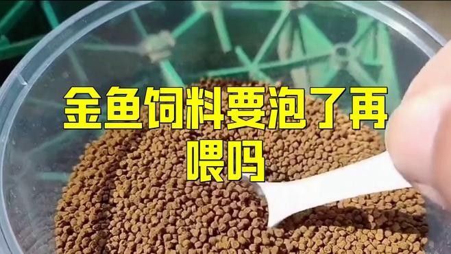 魚糧泡多久可以喂魚，掌握這4個“投喂密碼”，魚糧是否需要泡水喂魚