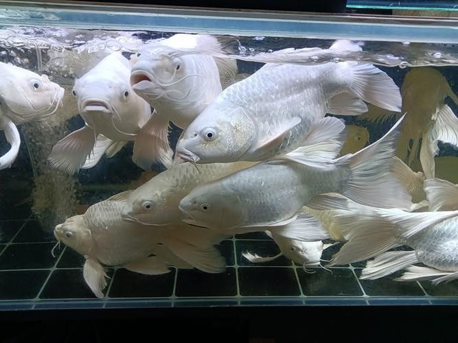 日土龍魚的市場價格是多少？，中國南方地區常見的淡水魚類
