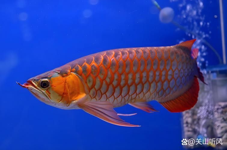 日土龍魚的市場價格是多少？，中國南方地區常見的淡水魚類