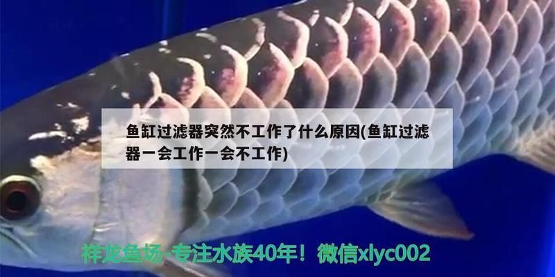 七彩雷龍魚好看嗎，七彩雷龍魚好看嗎圖片大全對應(yīng)的信息，七彩雷龍魚好看嗎圖片大全