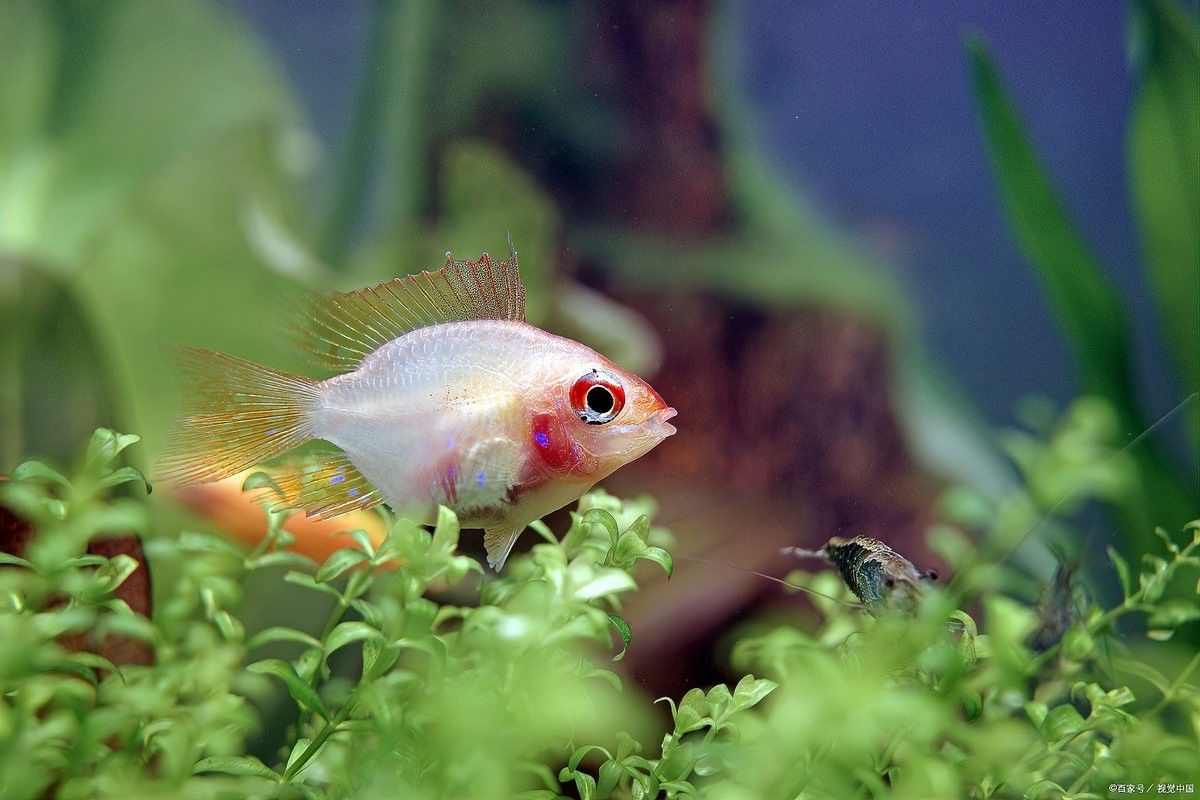 伊巴卡魚適合混養(yǎng)嗎，伊巴卡魚單獨養(yǎng)有哪些注意事項，伊巴卡魚養(yǎng)兩條并不理想