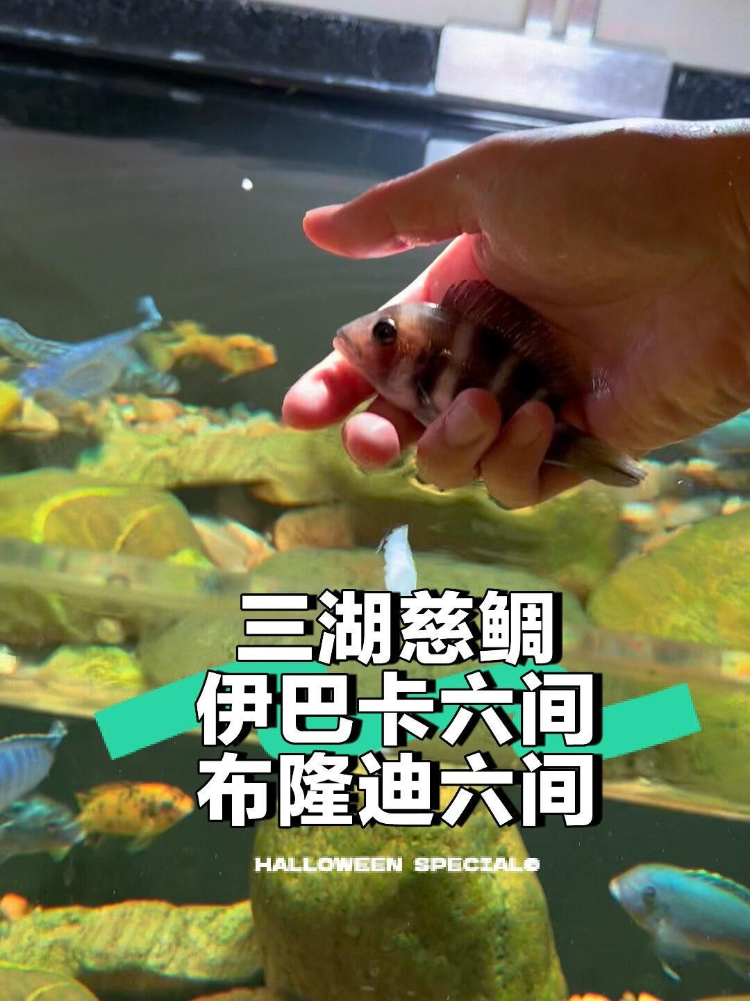 伊巴卡魚適合混養(yǎng)嗎，伊巴卡魚單獨養(yǎng)有哪些注意事項，伊巴卡魚養(yǎng)兩條并不理想