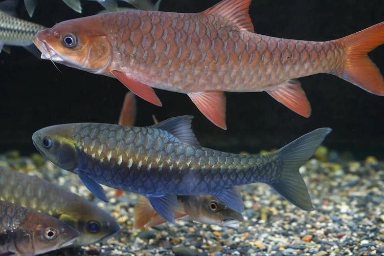 瀾滄江魚的多樣性和生態特征，瀾滄江江魚的多樣性和生態特征