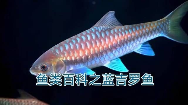 瀾滄江魚的多樣性和生態特征，瀾滄江江魚的多樣性和生態特征