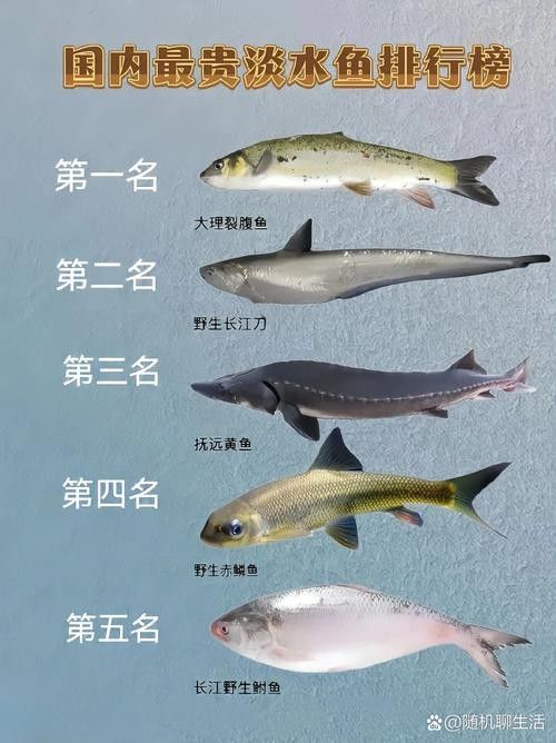 瀾滄江魚的多樣性和生態特征，瀾滄江江魚的多樣性和生態特征