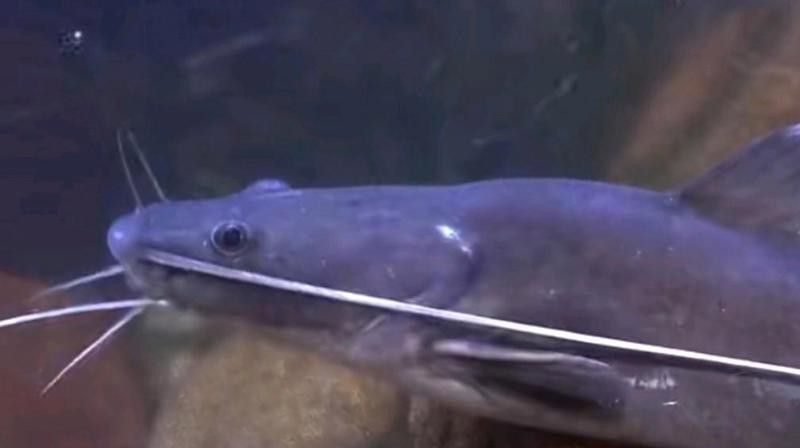 瀾滄江魚的多樣性和生態特征，瀾滄江江魚的多樣性和生態特征