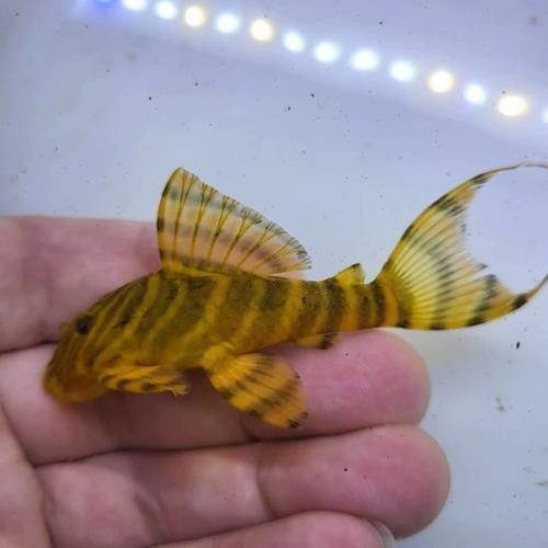 虎異型虎魚純色虎魚品牌介紹福虎異型虎魚純色虎魚品牌介紹，福虎異型虎魚純色虎魚品牌介紹福虎異型虎魚純色虎魚品牌介紹