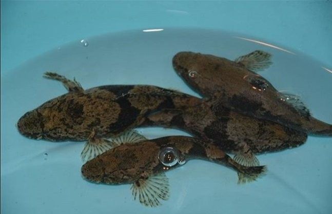虎異型虎魚純色虎魚品牌介紹福虎異型虎魚純色虎魚品牌介紹，福虎異型虎魚純色虎魚品牌介紹福虎異型虎魚純色虎魚品牌介紹