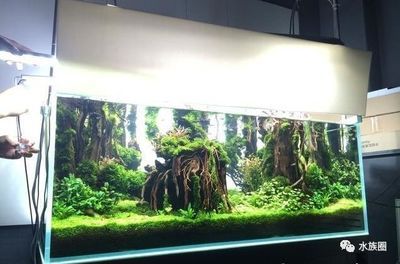福建觀賞魚基地排名前十的觀賞魚基地，福建省內(nèi)重要的觀賞魚基地排名前十的基地排名前十