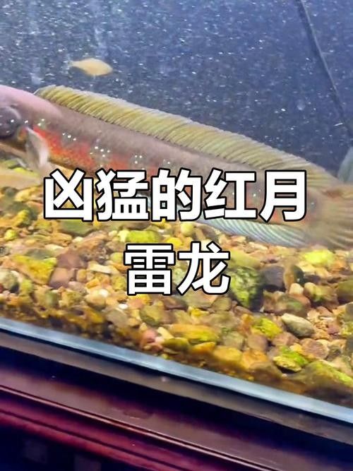雷龍魚的飼養方法，月雷龍魚的繁殖方式是怎樣的月雷龍魚的繁殖方式是怎樣的