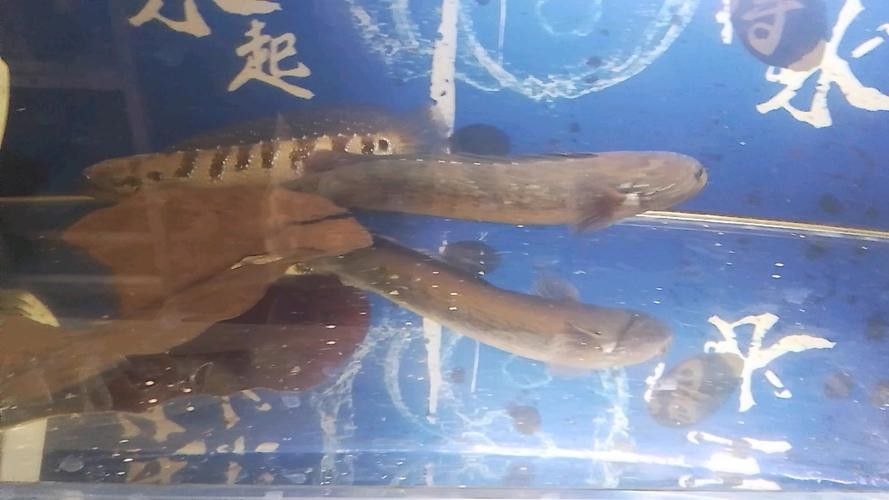 雷龍魚的飼養方法，月雷龍魚的繁殖方式是怎樣的月雷龍魚的繁殖方式是怎樣的