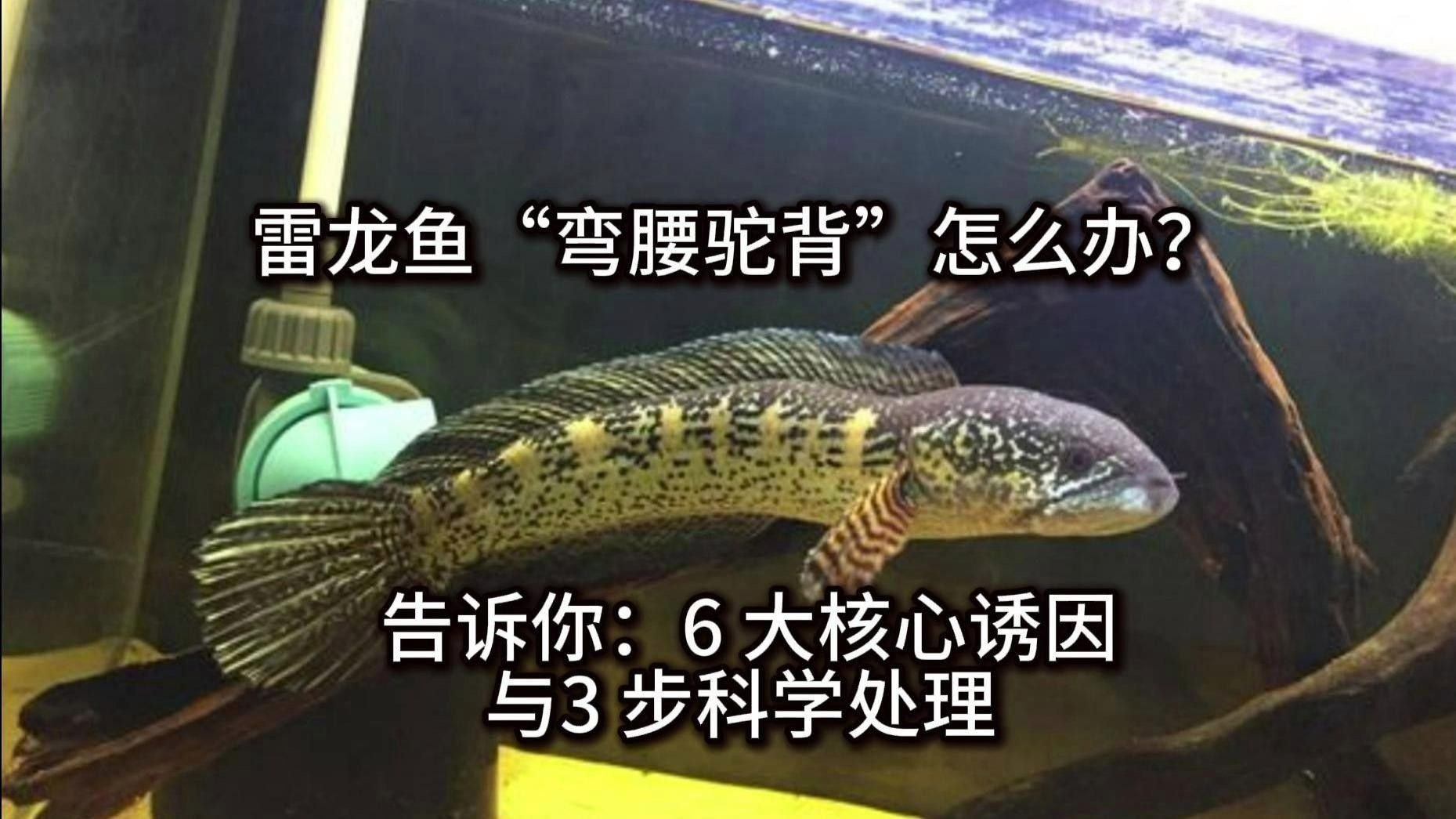 雷龍魚的飼養方法，月雷龍魚的繁殖方式是怎樣的月雷龍魚的繁殖方式是怎樣的
