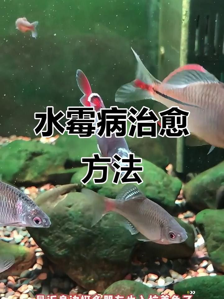 龍魚頭上有白色絮狀物怎么治，魚頭上有白色絮狀物怎么治 龍魚頭上有白色絮狀物怎么治，魚頭上有白色絮狀物怎么治 觀賞魚百科 第1張