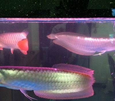 龍魚出售最新信息網站大全，鄭州龍魚出售最新信息網站大全