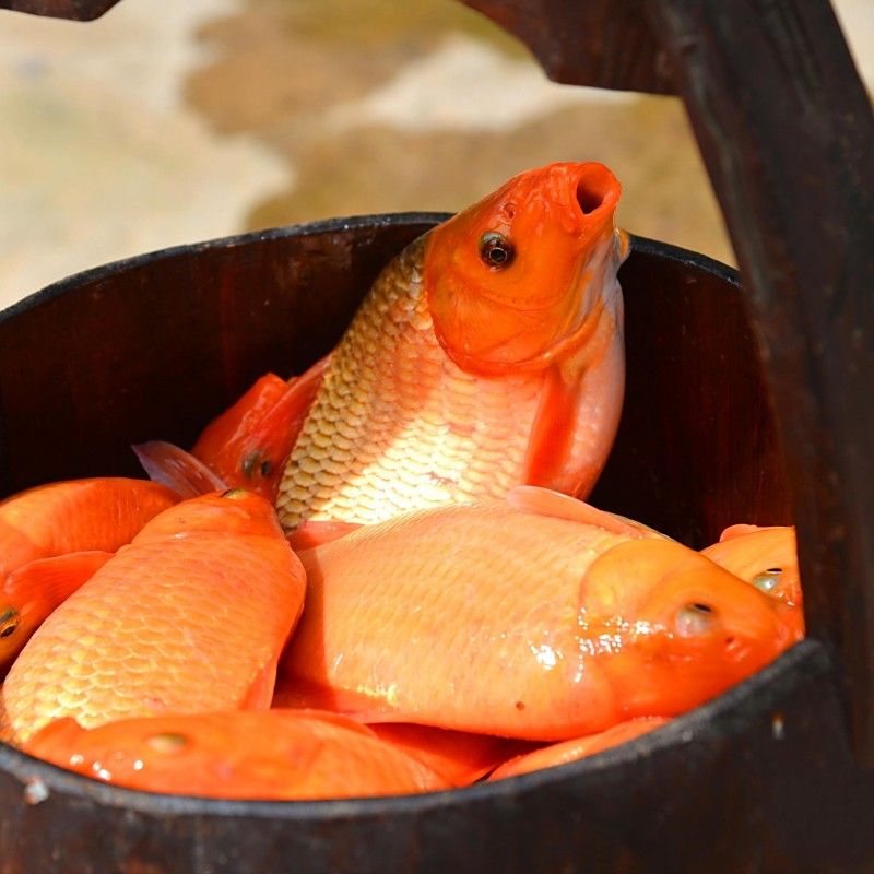 婺源荷包紅鯉的介紹，婺源紅魚有哪些品種？ 婺源荷包紅鯉的介紹，婺源紅魚有哪些品種？ 觀賞魚百科 第2張