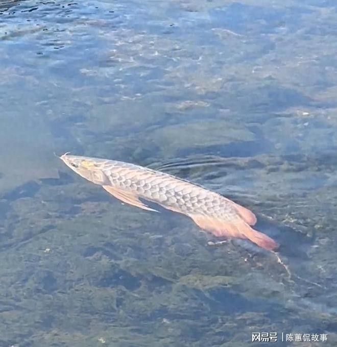 隆子龍魚的市場價格如何？，隆子龍魚的價格