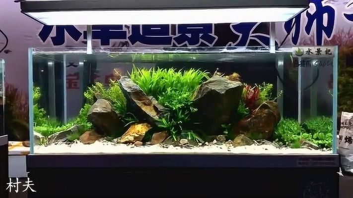 龍魚跳缸的預兆和處理方法，-龍魚跳缸的預兆和處理方法和處理方法