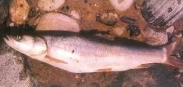 巴音郭楞龍魚的市場價格是多少？，巴音郭楞龍魚是真實存在的嗎？ 巴音郭楞龍魚的市場價格是多少？，巴音郭楞龍魚是真實存在的嗎？ 觀賞魚百科 第8張