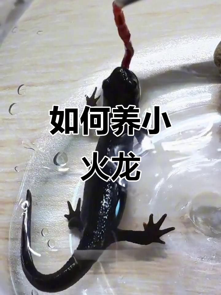 如何養好小火龍魚的基本指南：小火龍魚怎么養寵物達人，關于小火龍魚的基本指南