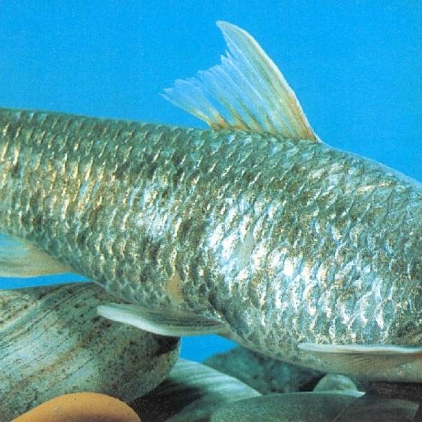 嘉魚是什么？，嘉魚是什么魚小絨球札記嘉魚是什么魚小絨球札記嘉魚是什么意思 嘉魚是什么？，嘉魚是什么魚小絨球札記嘉魚是什么魚小絨球札記嘉魚是什么意思 觀賞魚百科 第4張