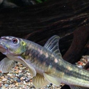 嘉魚是什么？，嘉魚是什么魚小絨球札記嘉魚是什么魚小絨球札記嘉魚是什么意思 嘉魚是什么？，嘉魚是什么魚小絨球札記嘉魚是什么魚小絨球札記嘉魚是什么意思 觀賞魚百科 第6張